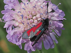 Zygaena purpuralis
