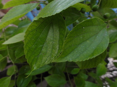 Celtis sinensis