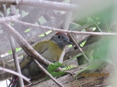 Chloropicus griseocephalus