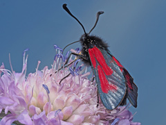 Zygaena purpuralis