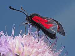 Zygaena purpuralis