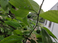 Celtis sinensis