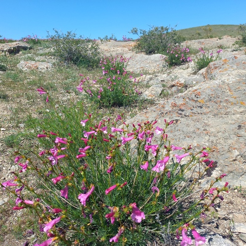 Incarvillea semiretschenskia, photograph 6
