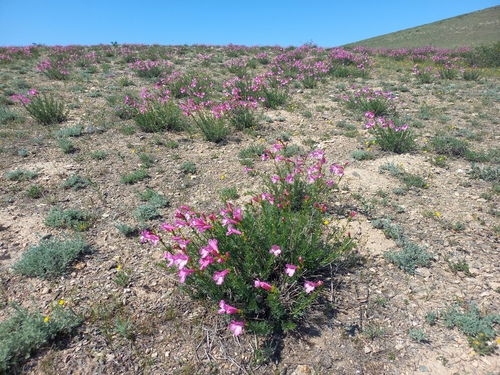 Incarvillea semiretschenskia, photograph 4