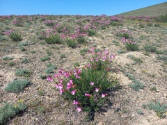Incarvillea semiretschenskia, photograph (c) Alexander Dubynin, some rights reserved (CC BY)