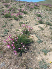 Incarvillea semiretschenskia, photograph (c) Alexander Dubynin, some rights reserved (CC BY)