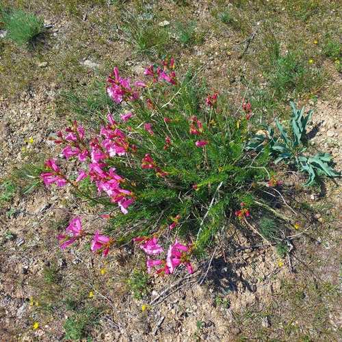 Incarvillea semiretschenskia, photograph 3