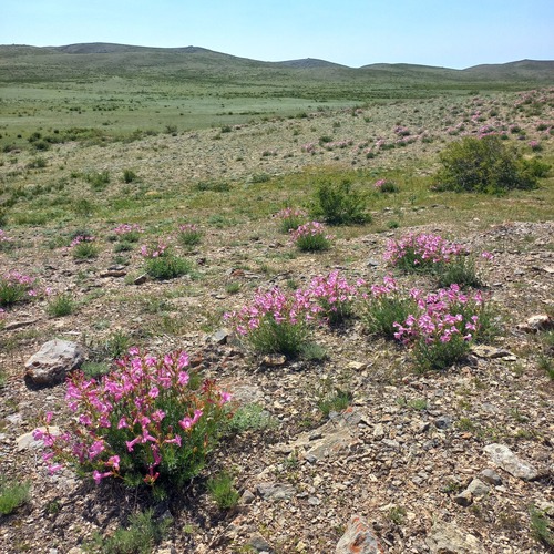 Incarvillea semiretschenskia, photograph 2
