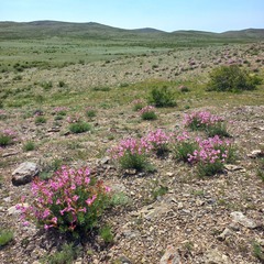 Incarvillea semiretschenskia, photograph (c) Alexander Dubynin, some rights reserved (CC BY)