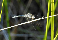 Nannothemis bella