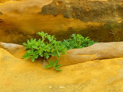 Peucedanum japonicum