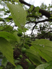 Celtis sinensis