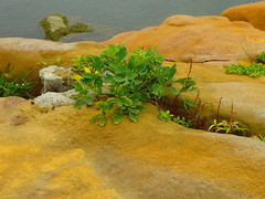 Peucedanum japonicum