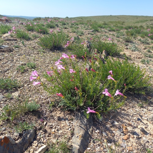 Incarvillea semiretschenskia, photograph 1