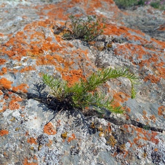 Incarvillea semiretschenskia