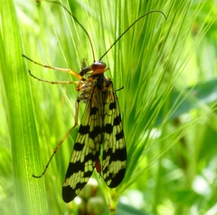 Panorpa meridionalis