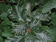 Aceria nervisequa