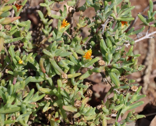 Malephora lutea, photograph 2