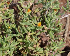 Malephora lutea, photograph (c) Tony Rebelo, some rights reserved (CC BY-SA)