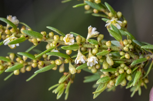 Clutia ericoides, photograph 6