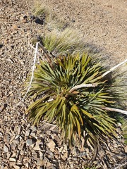 Aciphylla ferox