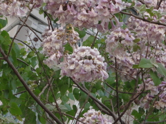 Paulownia tomentosa