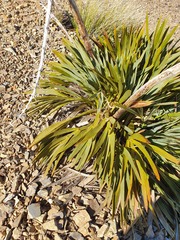 Aciphylla ferox