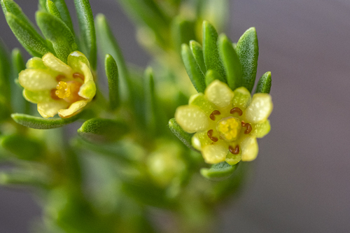 Clutia ericoides, photograph 1