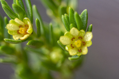 Clutia ericoides, photograph (c) magriet b, some rights reserved (CC BY-SA)