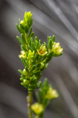 Clutia ericoides, photograph (c) magriet b, some rights reserved (CC BY-SA)