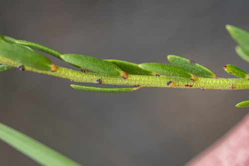 Clutia ericoides, photograph 4