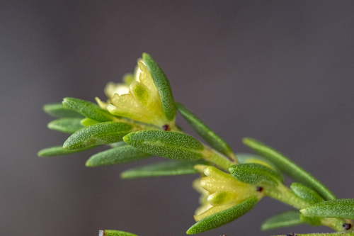 Clutia ericoides, photograph 5