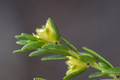 Clutia ericoides, photograph (c) magriet b, some rights reserved (CC BY-SA)