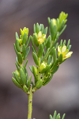 Clutia ericoides, photograph (c) magriet b, some rights reserved (CC BY-SA)