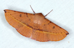 Oenochroma vinaria