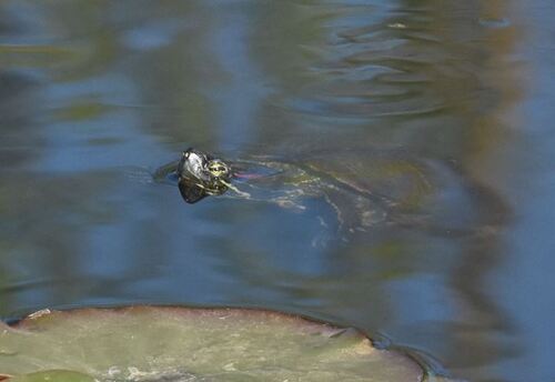 Trachemys scripta elegans