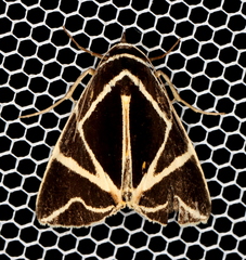 Agamana sarmentosa