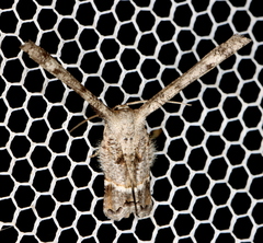 Phazaca interrupta