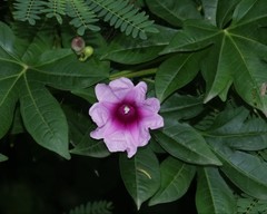 Ipomoea mauritiana