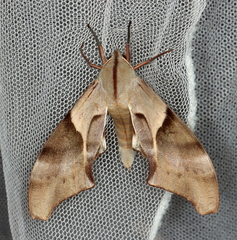 Coequosa australasiae