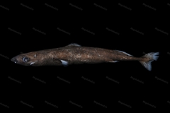 Smalleye Pygmy Shark photo 1