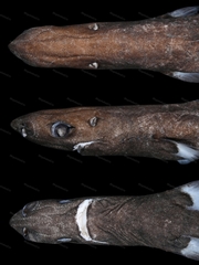 Smalleye Pygmy Shark photo 2