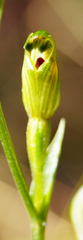 Pterostylis parviflora