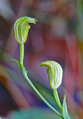 Pterostylis parviflora