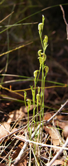 Pterostylis parviflora