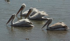 Pelecanus onocrotalus