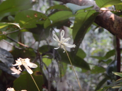 Bulbophyllum purpurascens