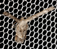 Phazaca interrupta