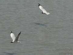 Chroicocephalus brunnicephalus