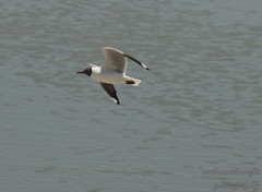 Chroicocephalus brunnicephalus